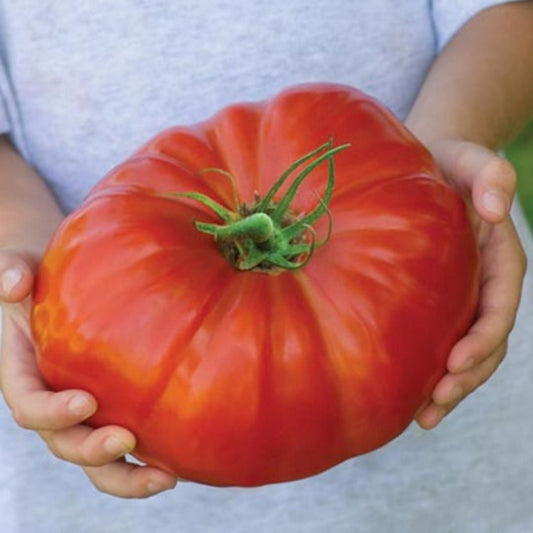 Giant Monster Tomato Seeds