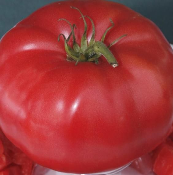 Giant Monster Tomato Seeds