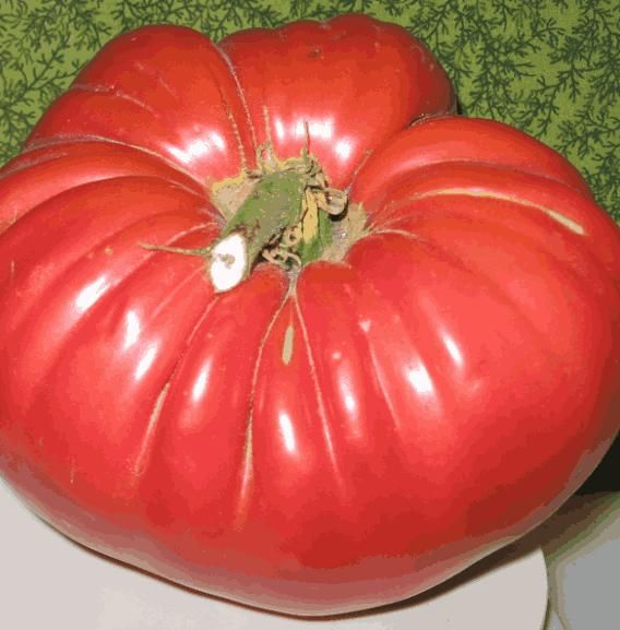 Giant Monster Tomato Seeds