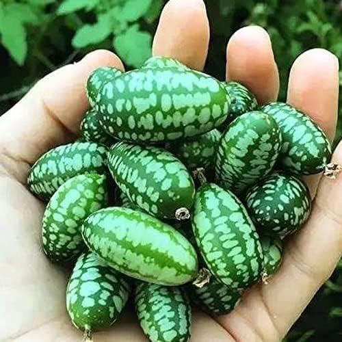 Mini Thumb Size Watermelon Seeds